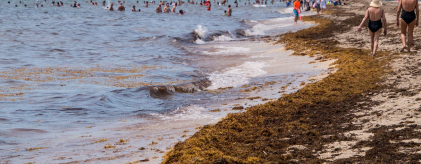 Florida's Beaches Are Under Threat Of A Massive Sargassum Seaweed Invasion This Year