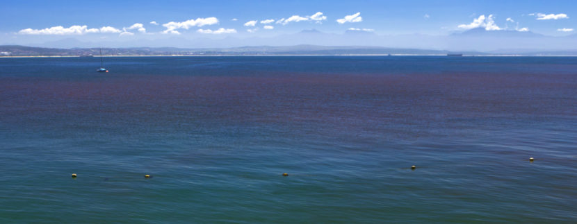 What Travelers Need To Know About The Harmful Red Tide In Florida