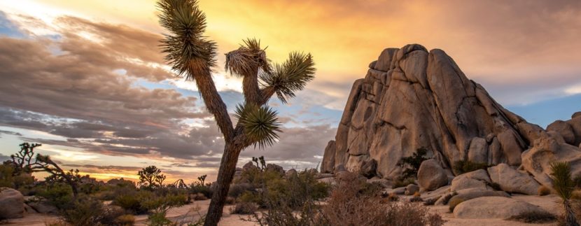 8 Reasons To Visit Joshua Tree National Park This Spring