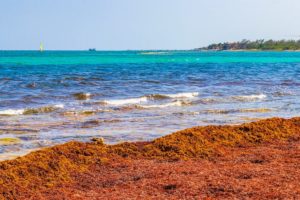 Cancun And Playa Del Carmen Facing Sargassum Seaweed Invasion Of Over 3 Feet