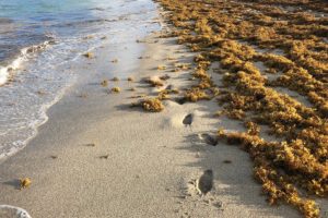 Sargassum Seaweed Has Arrived On Florida Beaches And Will Get Worse
