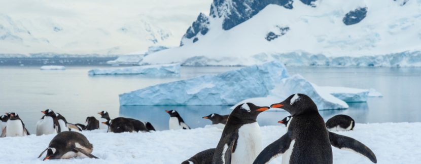 IAATO creates ‘Antarctic Ambassadorship Committee’