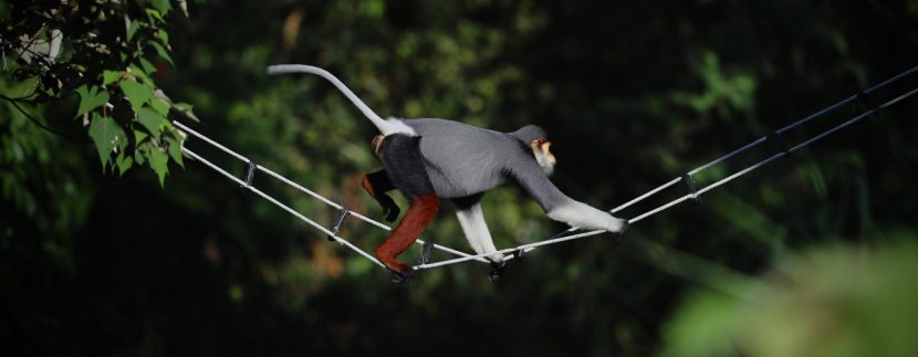 InterContinental Danang builds bridges for the conservation of red-shanked douc langurs