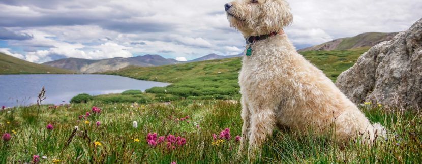 The most dog-loving states in America