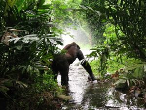 5 Tips to Help You Plan the Perfect Gorilla Trek