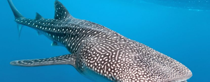 SeaTrek Sailing Adventures enhance “Whale Sharks Coralsand Dragons” itinerary for 2024
