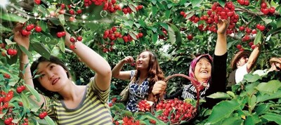 Photo shows tourists picking cherries in Kunyu Mountain, Weihai City