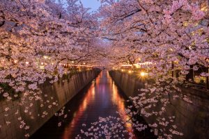 See Japan’s cherry blossom before it’s too late – expert