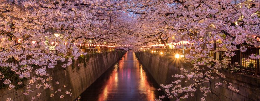 See Japan’s cherry blossom before it’s too late – expert